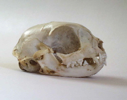 Catskull